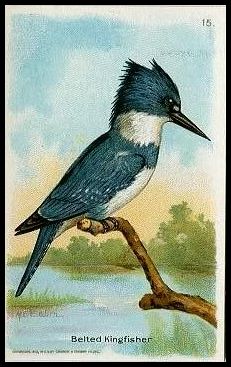 15 Belted Kingfisher